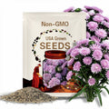 Aster Milady Lilac  x 25 seeds